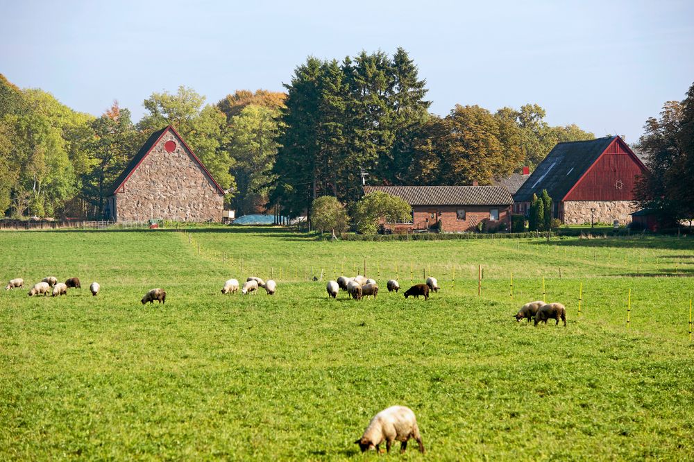 Vilsamt att se gårdens får beta på gröna ängar.