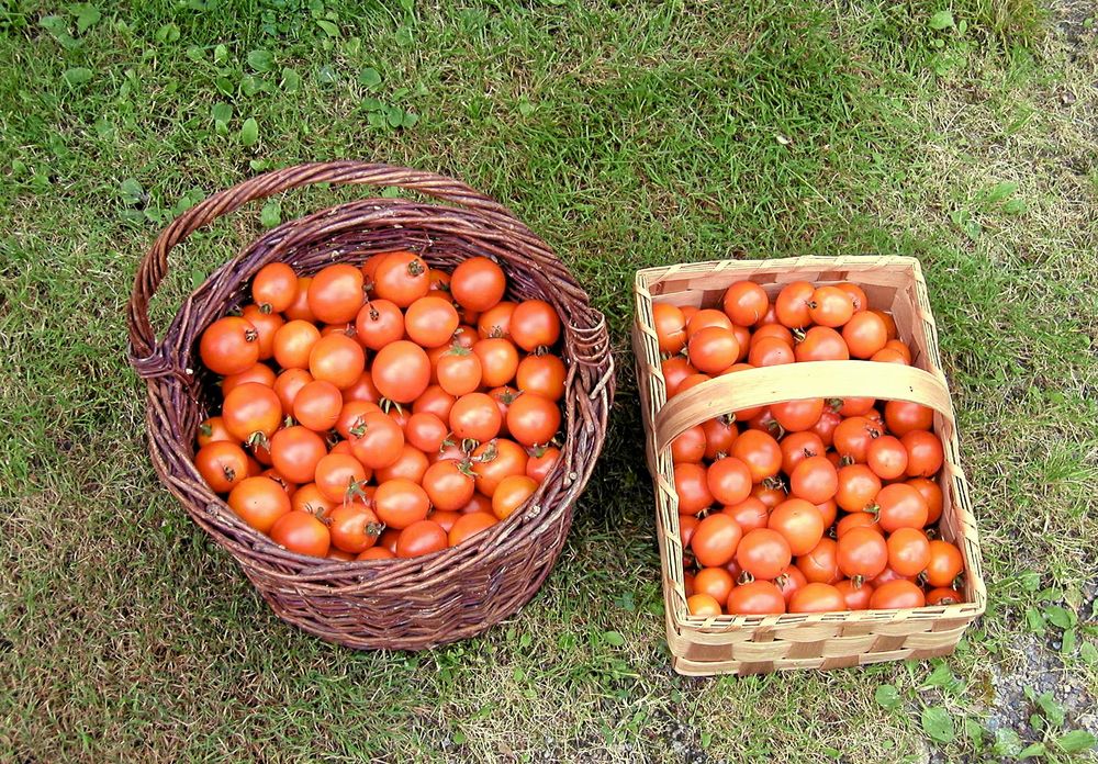 Tomat ’Jaune de Flamme’ är en gammal fransk, hög sort som sägs vara en av de godaste. De aprikosfärgade frukterna är söta och saftiga. Så inomhus i februari-mars för plantor till växthus och i mars-april för utplantering på friland i skyddat läge. Ekofrö. .