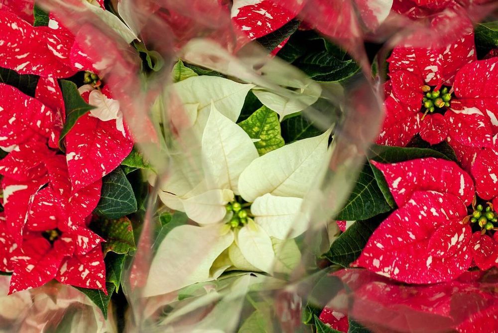 Julstjärnan är verkligen en fröjd för både öga och hem.