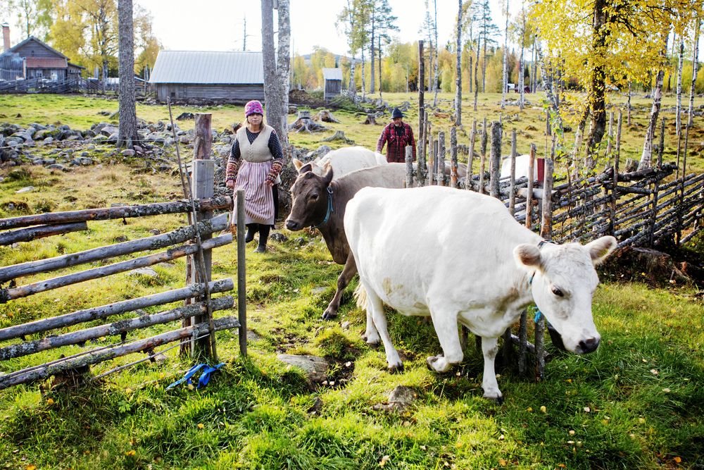 Visst kan du möta kändisar i Land men främst är det vardagsfolkets äventyr och idéer som skildras. Yvonne och Ove på Kättboåsens fäbod.