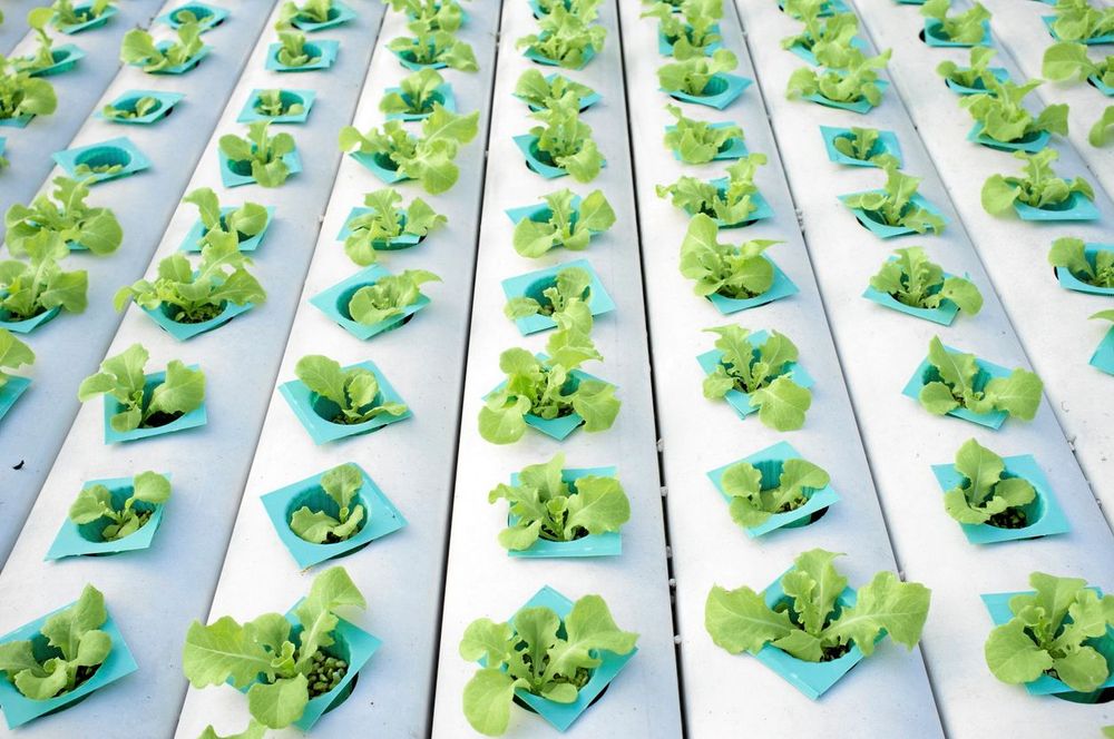 Jordfri odling, så kallad hydroponisk odling är ett yt- och energieffektivt sätt för inomhusodling.