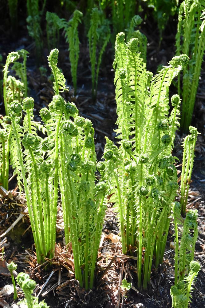 Strutbräken börjar våren som en söt liten krumelur.