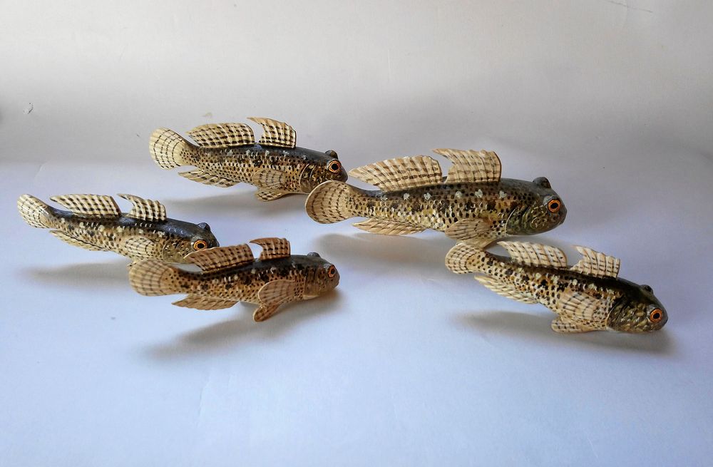 Smörbultar som ser ut att simma i ett stim, finns nu på en norsk marin utställning.