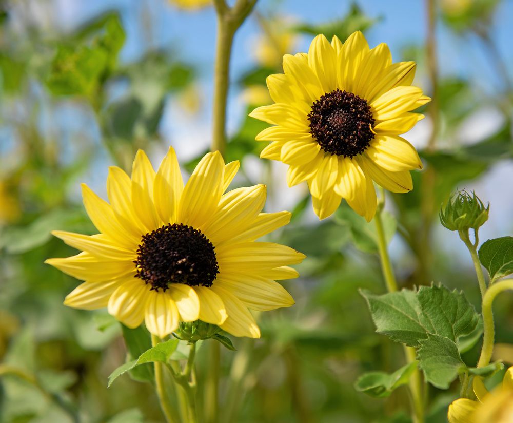 'Soluna Lemon' är perfekt för bukett.