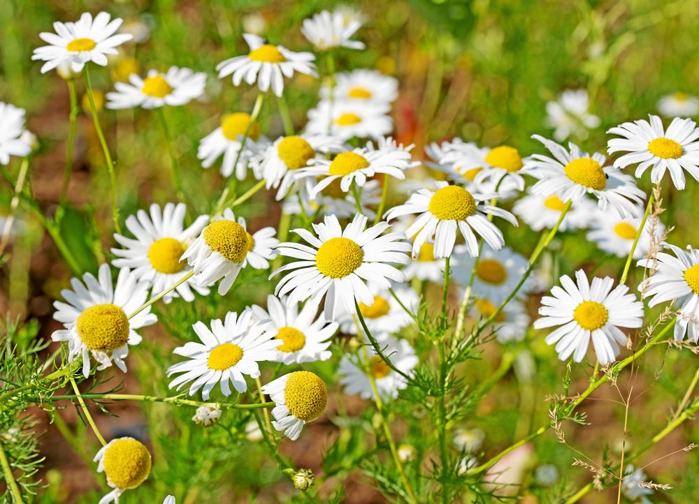 Baldersbrån räddar insekter som inte kan leva någon annanstans.