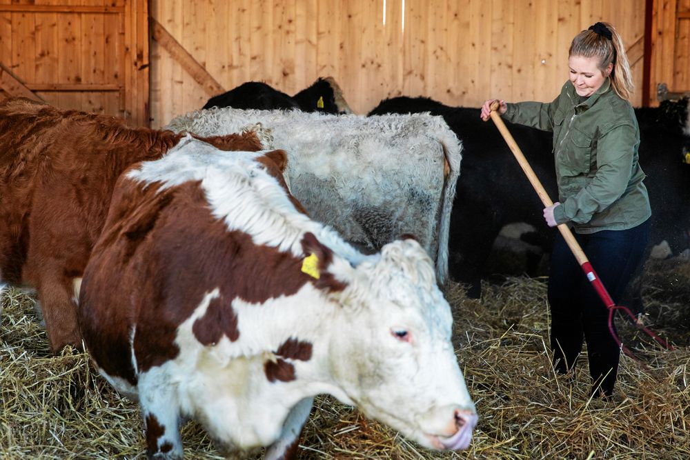 Puttar in nytt hö med högaffeln i det nya lösdriftsstallet.