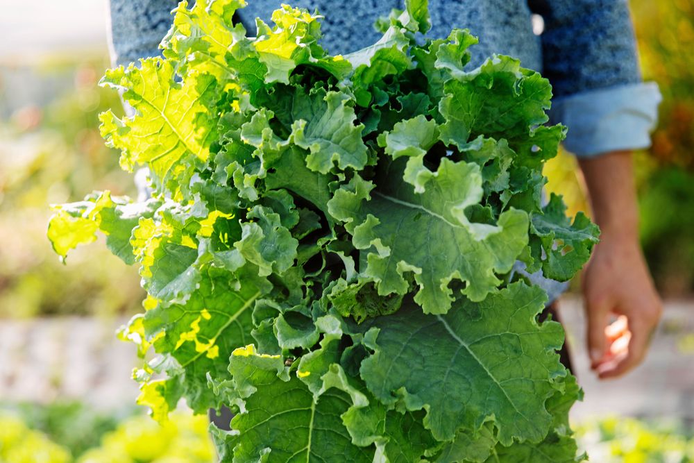 Nyskördad krispig grönkål som snart hamnar på en restaurangtallrik i trakten. Allt fler vill ha närodlade grönsaker av hög kvalitet.