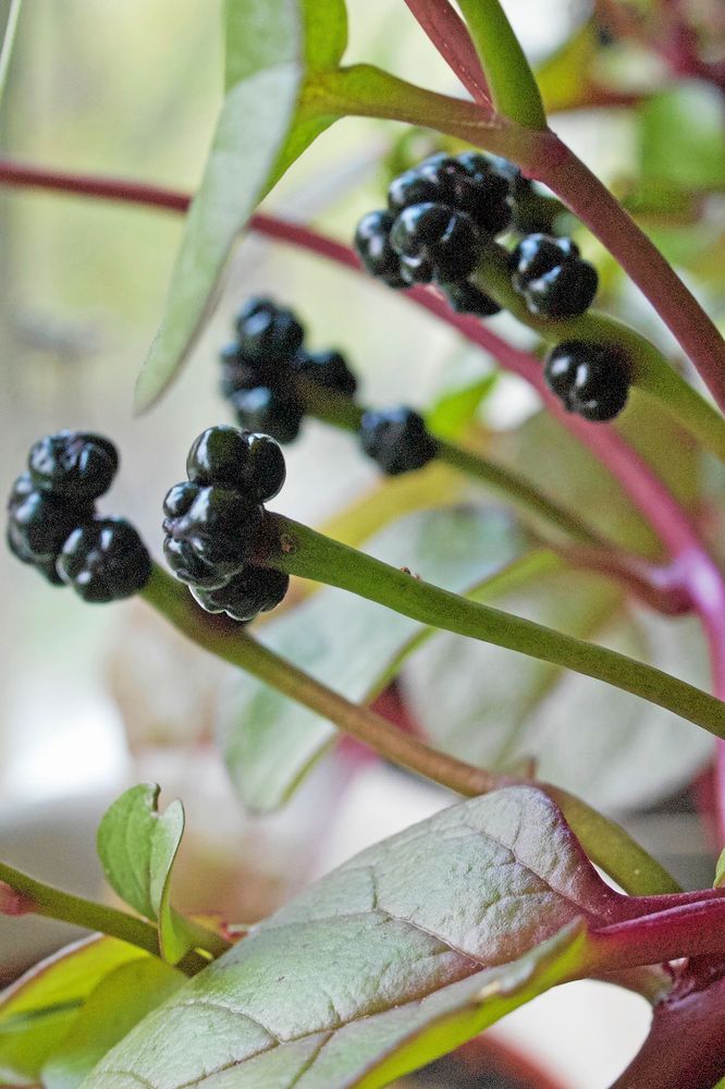 Malabarspenatens bär är också ätliga, men innehåller stor kärna. De färgar av sig och kan vara säkrast att klippa bort, men spara tillräckligt som nytt utsäde.