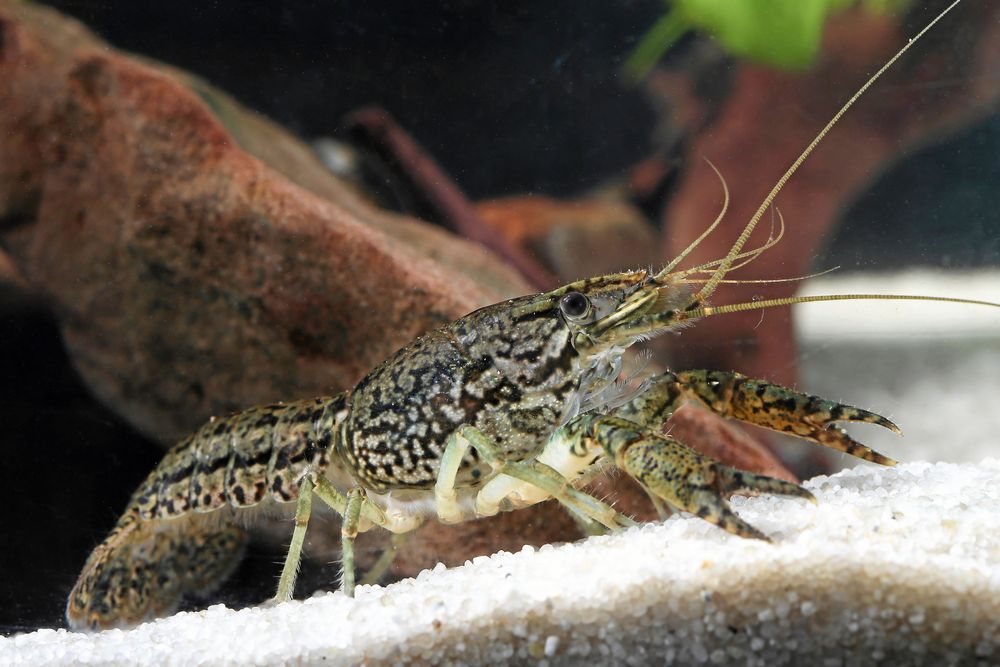 Marmorkräftan fanns förr i akvarier. Har du sådana? Se till att de stannar där.