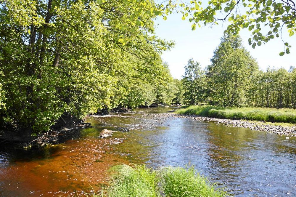 I den del av Hedströmmen som ligger på tomten kan man fiska både ädelfisk och kräftor.
