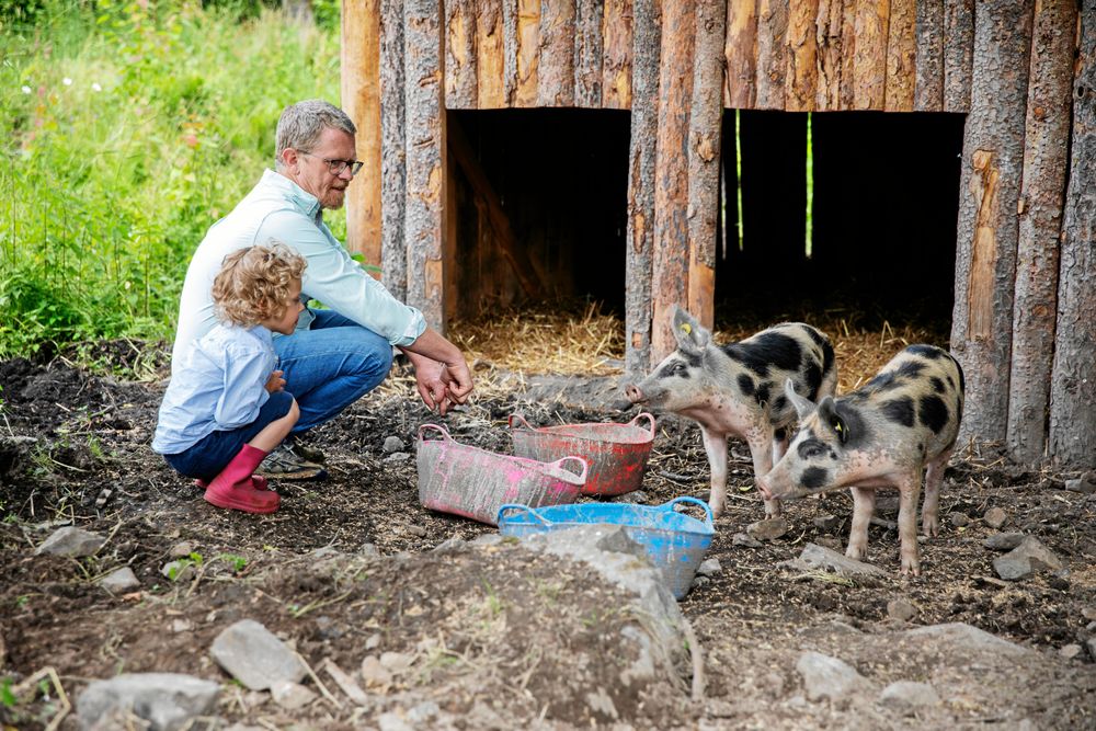 Emrik och pappa Lars hälsar på linderödsgrisarna i deras hage. I framtiden hoppas Lars på att bli självförsörjande på kött.