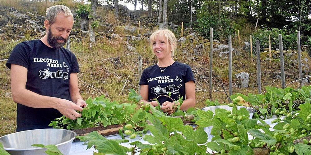 Peter Robertsson hjälper till med skörden hos Carolina Råberg innan han ger sig tillbaka till bryggeriet för att göra färdigt ölen.