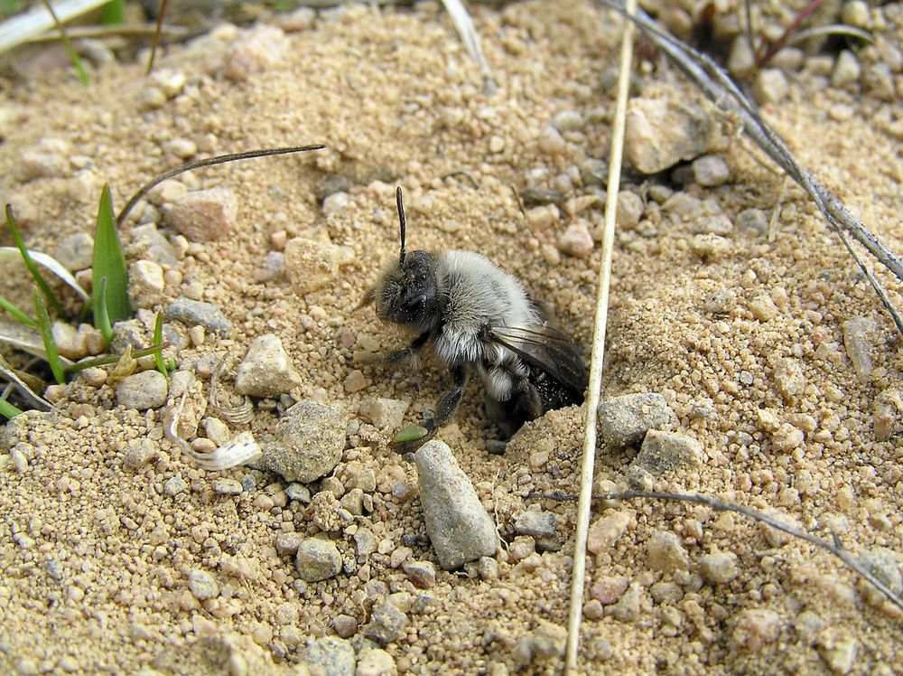 Sälgsandbiet gräver bogångar som är upp till en halv meter djupa.