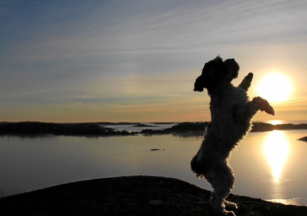 Vacker tass. Husse Jonas Jung, Arild, skulle ta motljusbilder i Bohuslän och bad Elsa, 1,5 år, sitta fint. När han kikade igenom bilderna dök den här upp, där den vältränade cockerpoon håller solen mellan tassarna.
