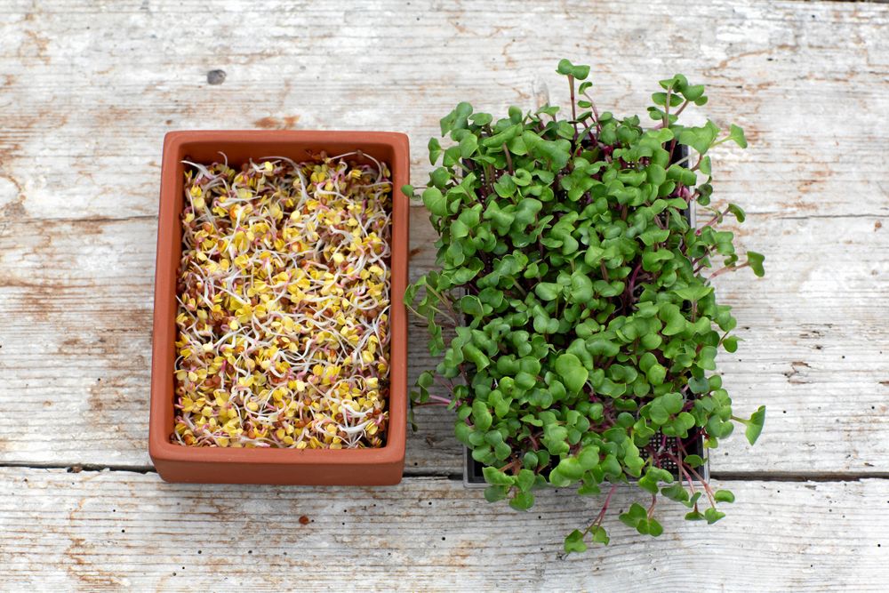 Rädisgroddar och rädisskott. Samma frön men ändå så olika.