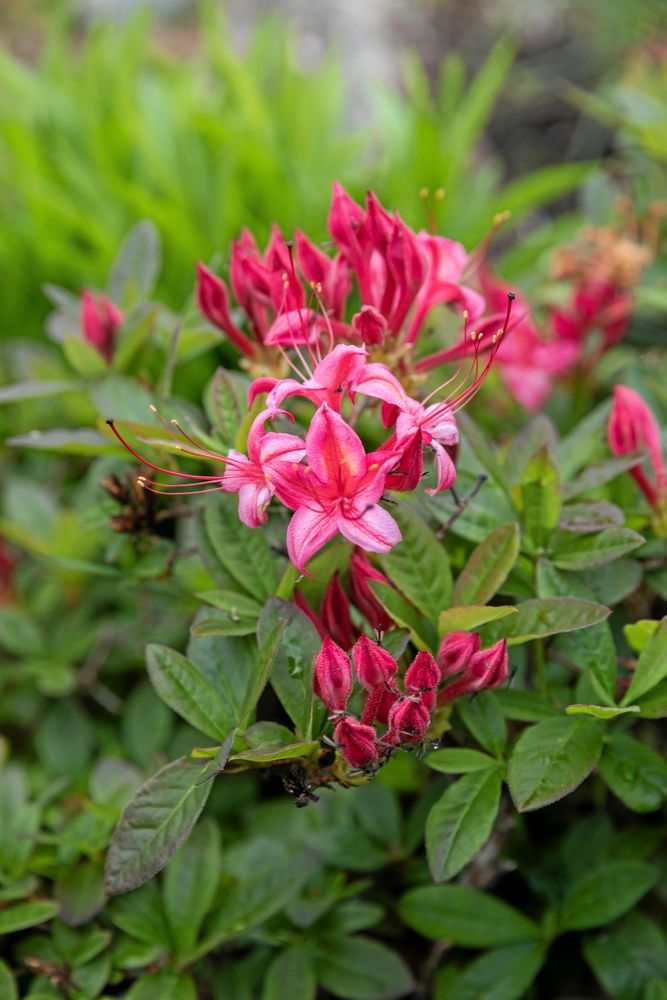 GODIS. Den rosa azalean ’Lollipop’ blommar sent och doftar gott.
