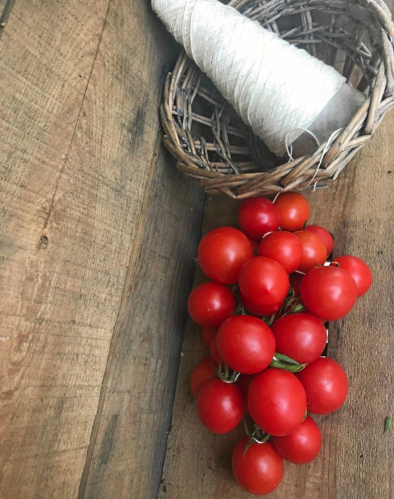 Tomat ’Regina’ hängs upp i klasar för vinterns behov.