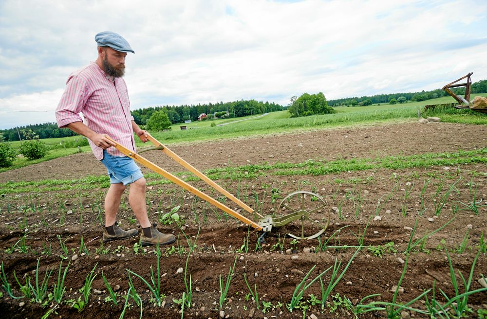 David rensar bort ogräs i grönsakslandet med en hjulhacka, som han köpte på nätet och renoverade lite.