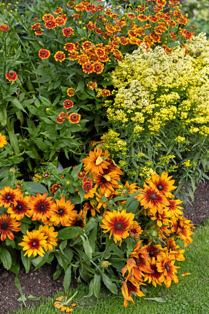 Visst syns det att rudbeckian i framkant är släkt med den likaledes korgblommiga solbruden längre bak?