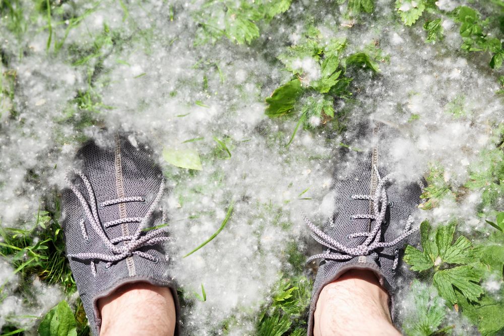 Luddet lägger sig i drivor på marken och det kan vara besvärligt att hålla rent i trädgård och på uteplatser.