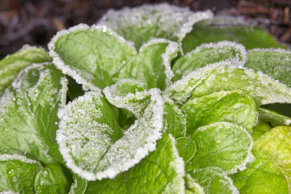 Vintersallad kan skördas i snön.