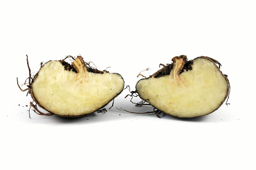 Skålformad knöl. Nu ser du varför cyklamen hatar vatten i gropen.