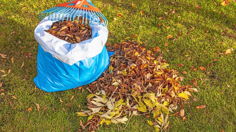 Löv är guld. Det multnar till bästa torvalternativet.