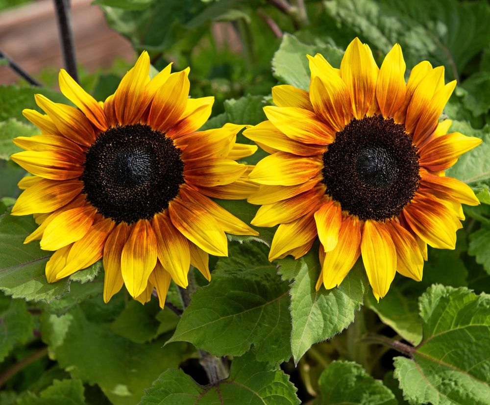 Låga och väl förgrenade solrosen 'Rio Carnival' är bra till snitt.