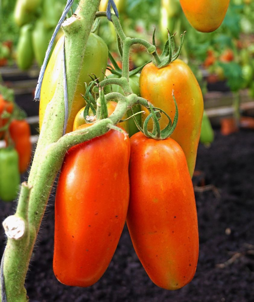 Plommontomat ’Gennaro’ går bra att odla i kruka på uteplatsen.