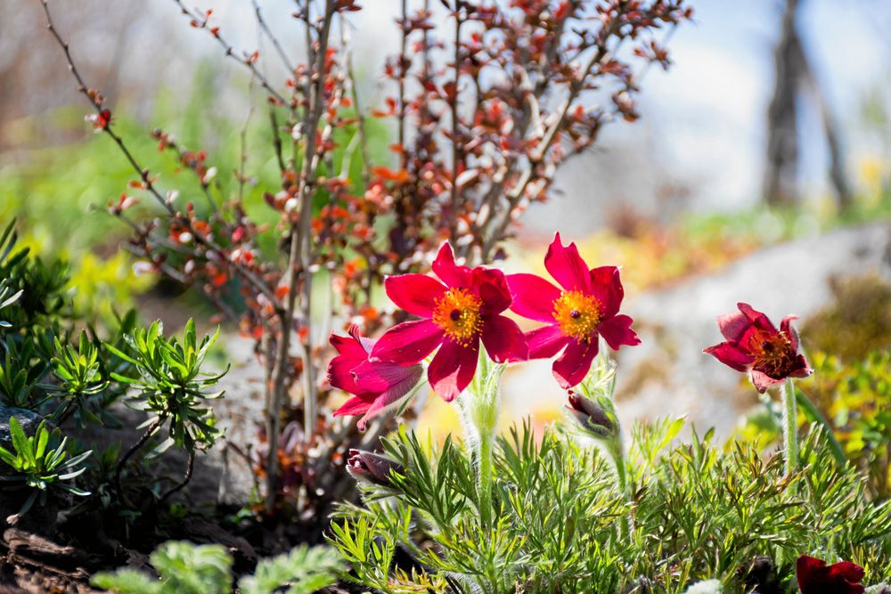 Backsippan är en de tidigaste blommorna att slå ut, i visningsträdgården.