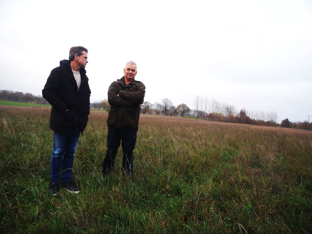 Lakrits odlas på två hektar i Allerum utanför Helsingborg