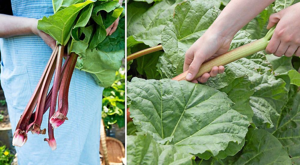 RÄTT: Man ska dra upp stjälkarna tills de släpper och hela klumpen följer med upp.