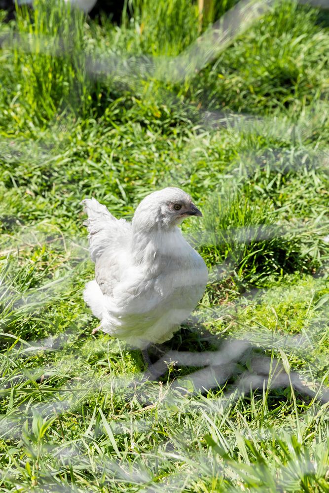 Höns i trädgården bidrar med trivsamt kackel och ägg. Hemma hos Rundqvists är det en flock Hedemorahöns som huserar i hönsgården.