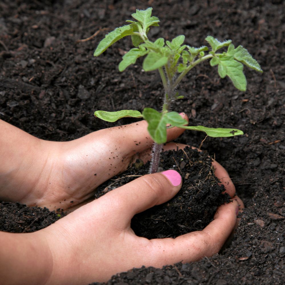 Stadig och lagom klappad tomatplanta på väg ut för sommaren.