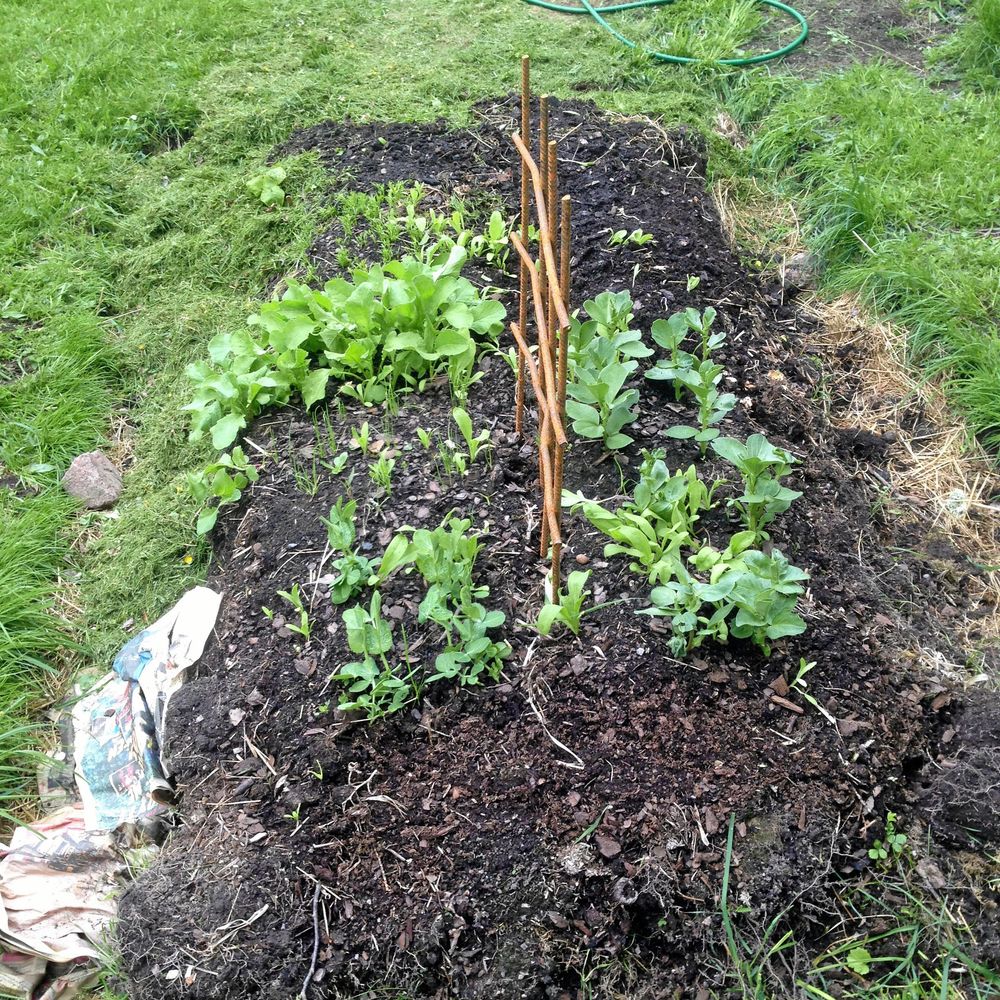 Juniodling med både sådder och utplanterade sticklingar på gång.