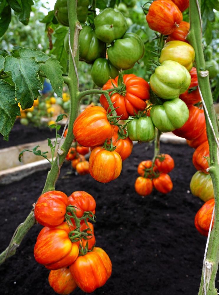 Tomat ’Striped Stuffer’ ger stora snyggt strimmiga tomater.