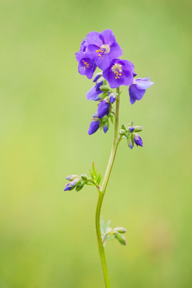 Blågull finns både blå och vit.