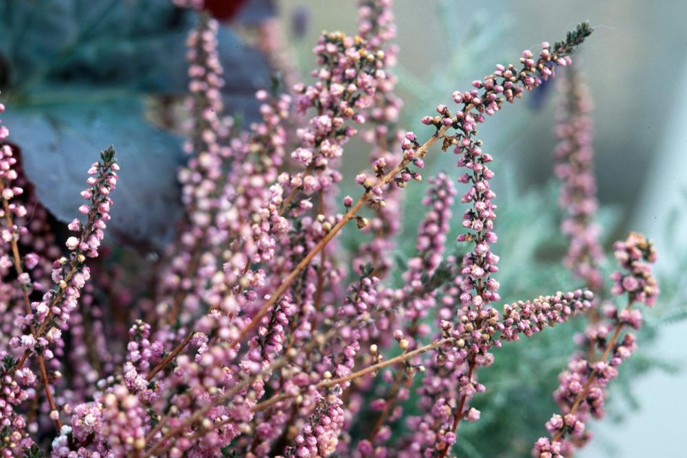 Betyder det verkligen döden att ta in ljung?