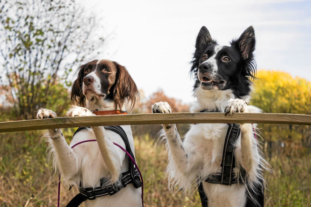 På pass. Birdie är en kleiner münsterländer och Bella en border collie. Kjell Andersson, Bålsta, tog bilden som verkligen fångar parets entusiasm under en höstpromenad på Biskops Arnö.