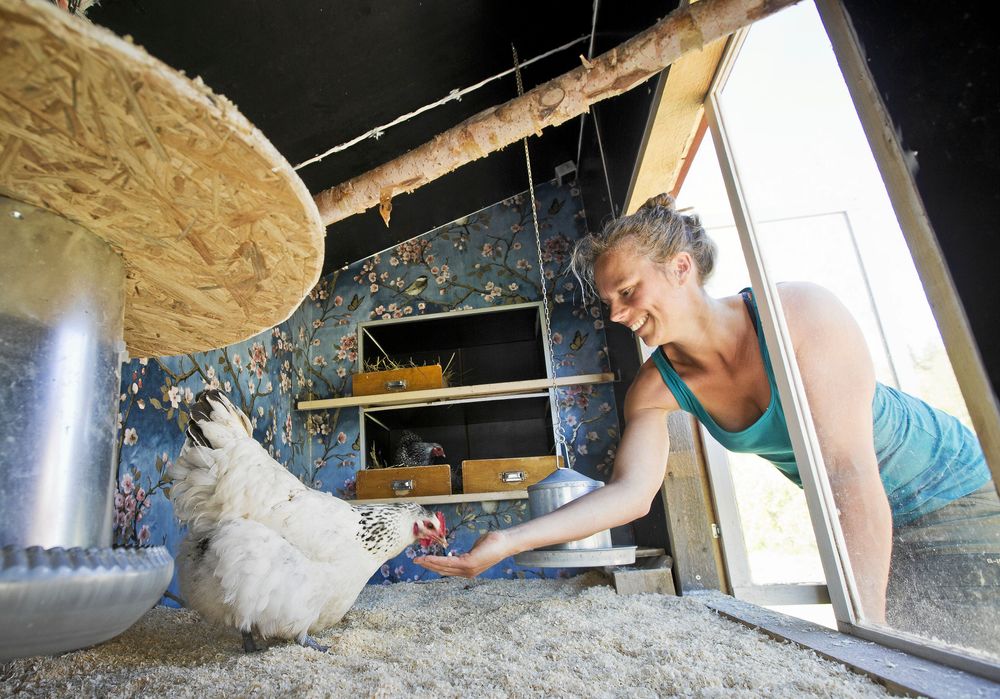 Tjusig tapet inne i Hönshotellet, där Karin lockar på en av hönorna som förser paret med färska ägg.