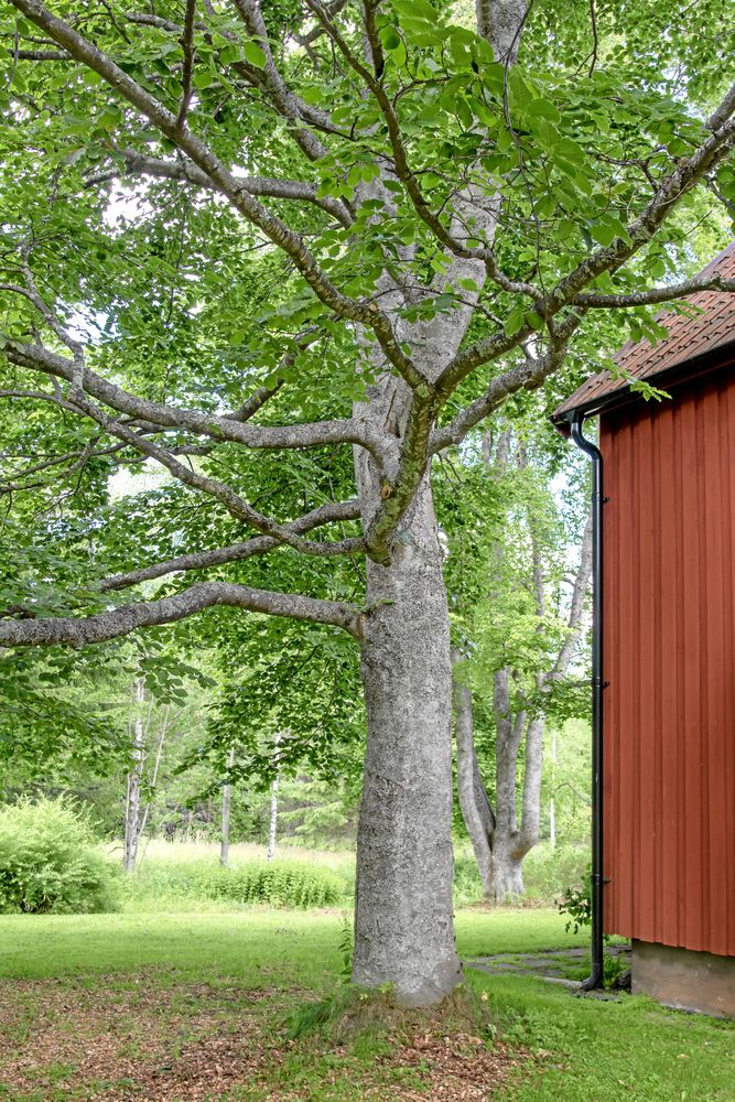 Boken har en luftig krona med grenar som växer nästan rätt ut från stammen. Det gör grenarna hållbarare än om de växer mer upprätt så att grenvinkeln blir spetsigare, något som är vanligt hos till exempel skogslönn. Foto: Agneta Bergström