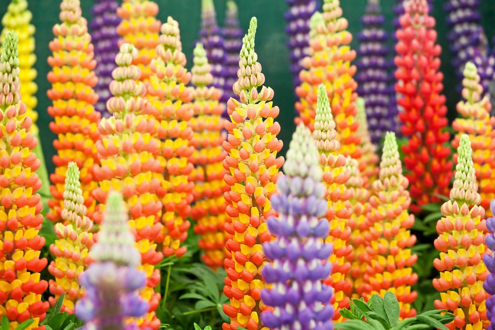 Lupinhybrider kallas ofta Russelhybrider. De har ofta tvåfärgade blommor.