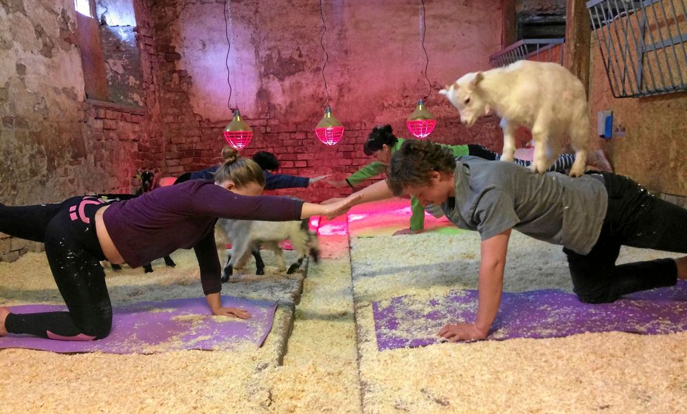 När det regnar så flyttar getyogan in i den gamla koladugården. Då blir getterna mera aktiva och det blir mer närkontakt mellan djur och människor.