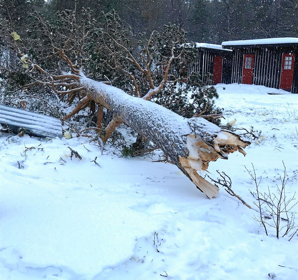 Träd blåste omkull i helgens kraftiga storm.