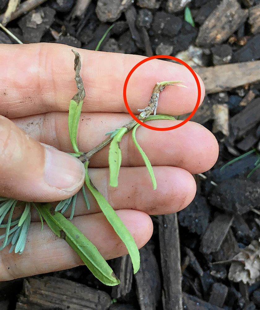 Klacken i närbild. Vedig och full med rotkraft.