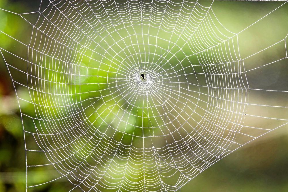 Att döda en spindel gör att det blir regn. Eller?