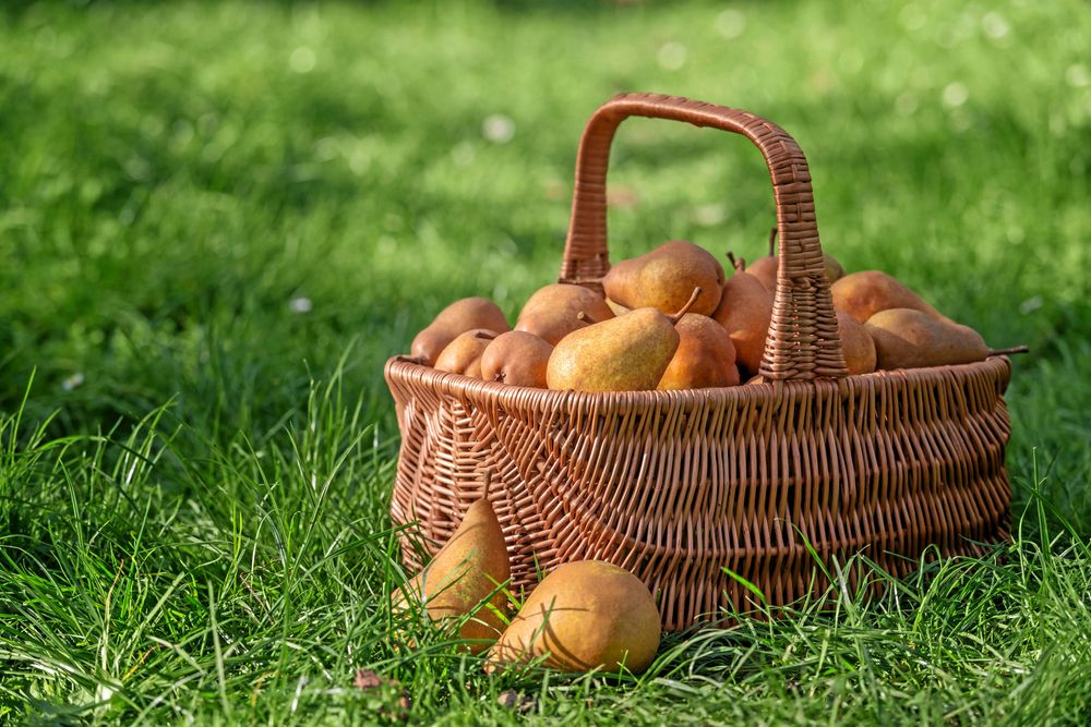 Ät och njut. Päron är supergoda men svåra att lagra.