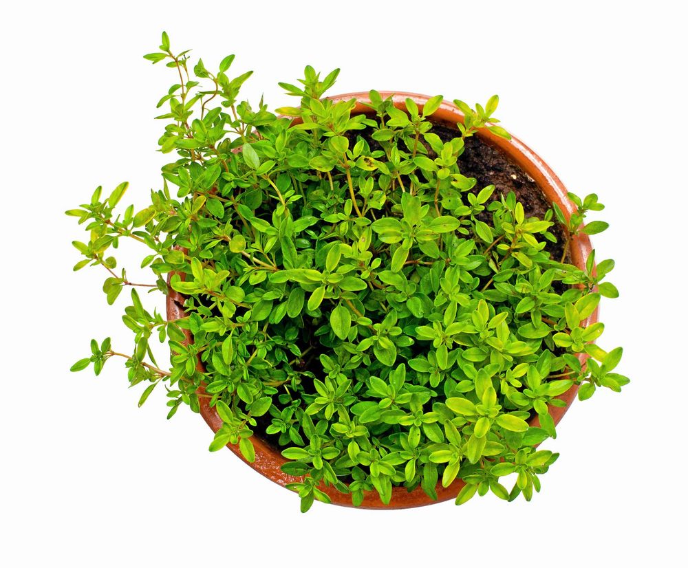 Kryddor kan fortsätta växa inne.