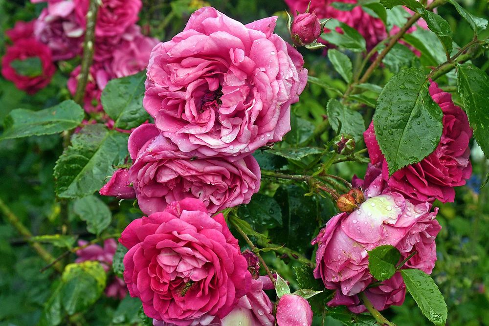 De fina rosorna fick sig en dusch av naturen när en riktig regnskur kom över Sollebrunn under tidig söndagseftermiddag.