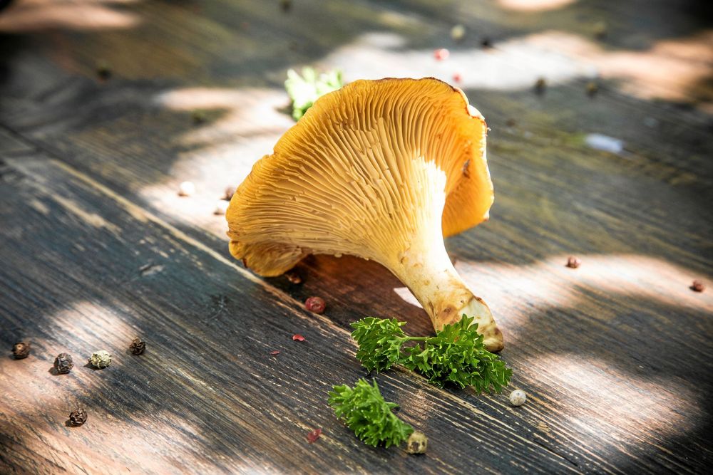 Soltorkar du den gör du svampen extra D-vitaminrik.